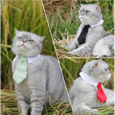 Воротник-галстук для домашних животных.