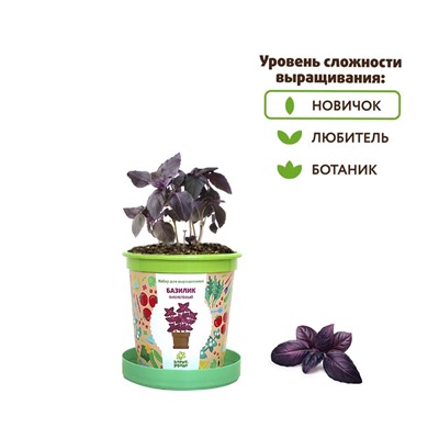 Горшок Базилик фиолетовый набор для выращивания