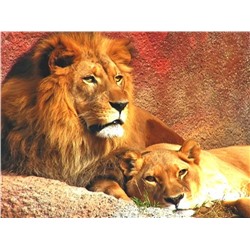 Алмазная мозаика картина стразами Лев и львица, 40х50 см