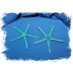 Синяя морская звезда Фингер 7-10 см.