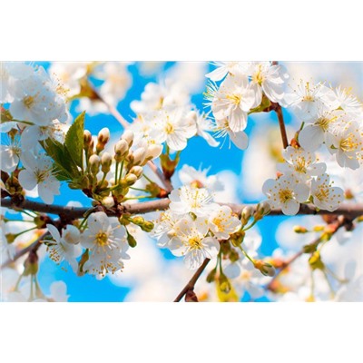 Фотоплед двухсторонний "Весенние лепестки яблони", 145*220 см  (s-102290)