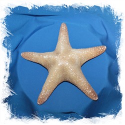 Морская звезда Астеродискус 20-25 см