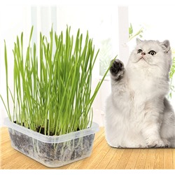 Набор для посадки кошачьей травы MI003601