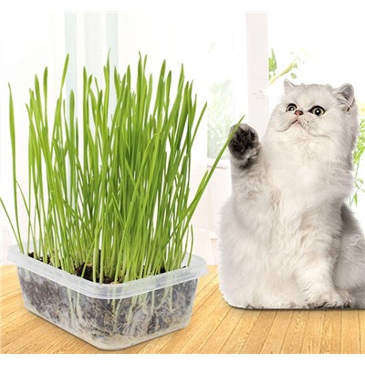 Набор для посадки кошачьей травы MI003601