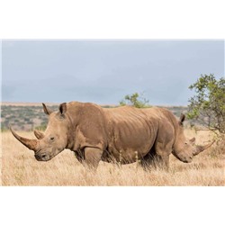 Алмазная мозаика картина стразами Африканский носорог, 30х40 см