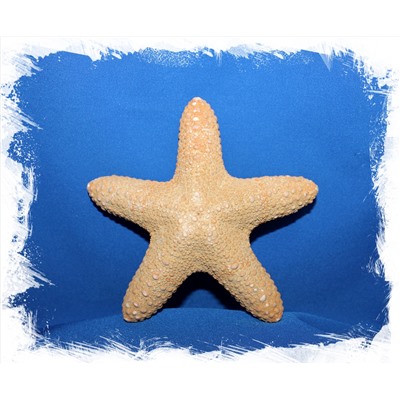 Морская звезда Астеродискус 12,5 - 15 см