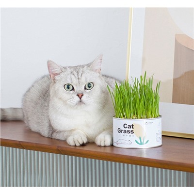 Консервированная трава для кошек Cat Grass