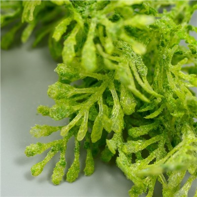 Искусственное растение для творчества "Туя" 1 букет=6 веточек зелёный 13 см