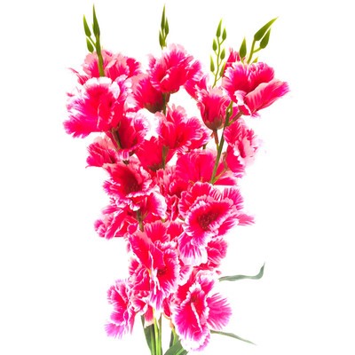 Букет искусственных цветов гладиолус розовый 70 см 5 веток к8