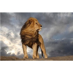Алмазная мозаика картина стразами Гордый лев, 30х40 см