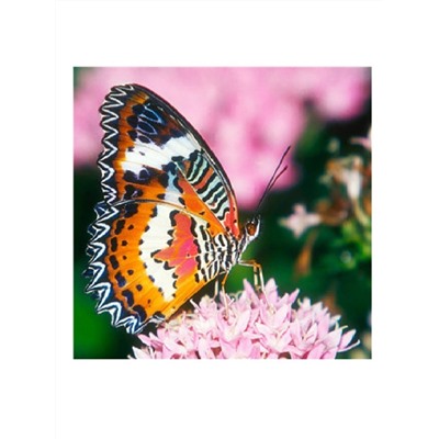 Алмазная мозаика картина стразами Бабочка на цветке, 30х30 см