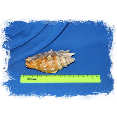 Стромбус синуатус (Sinustrombus sinuatus) 11 см. коллекц.