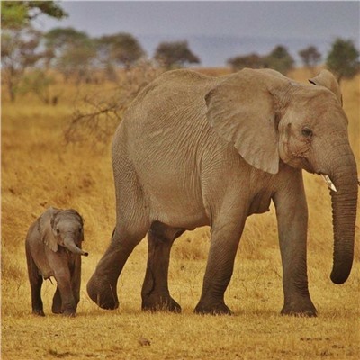 Алмазная мозаика картина стразами Слон со слонёнком, 30х40 см
