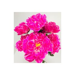 Букет искусственных цветов пион розовый 30 см 5 бутонов к38